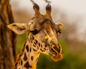 African Giraffe