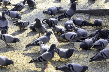 Pigeons feeding on bird seeds