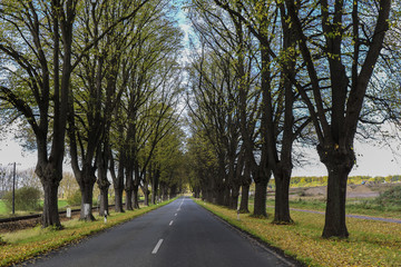 Allee zum Strand