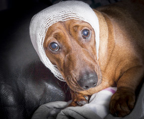 cute brown injured dachshund dog with white bandage around his head