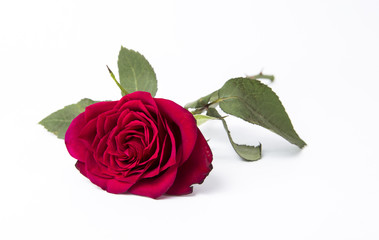 isolated red rose lying at the white background