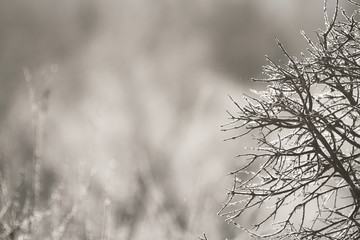 Ice crystals formed on branches of a bush; cold winter scene of frost on a bush