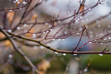Many raindrops hanging on a branch after the rain; beautiful blur of background droplets