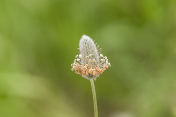 Pormenor num jardim