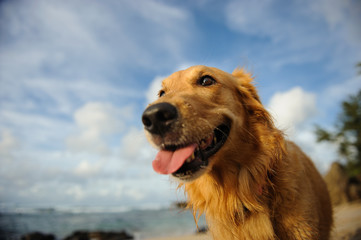 Golden Retriever dog outdoor portrait at tropical beach