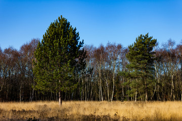 Wimbledon Park trees with dry tall grass in the foreground, blue cloudless sky in the background