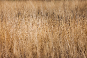 Golden high dry grass, close up, blurred background