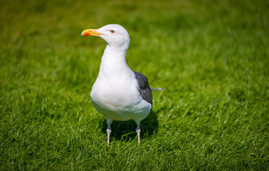 Seagull standing on green grass in park