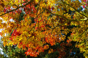 Maple tree with golden and red autumn leaves