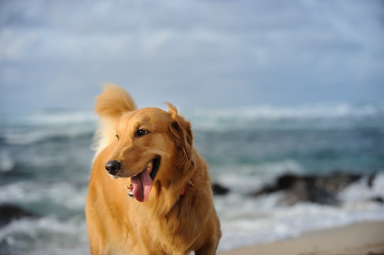 Golden Retriever dog outdoor portrait against ocean