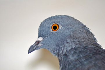 Pigeon head close-up