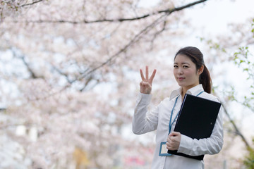 Fototapeta premium OL 桜