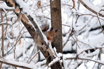 Squirrel sits and eating food on frozen tree barrel in snowy winter forest