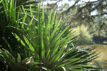 Fototapeta premium Leaves of green Palm Tree in the sunlight