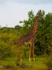 Kenya, Africa. Landscapes, Wildlife and Safari