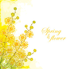 Vector corner bouquet of ornate outline Mimosa or Acacia dealbata or silver wattle flower on the pastel yellow background. Blooming contour Mimosa flower bunch for greeting spring design.