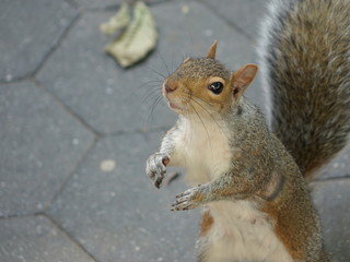 Squirrel