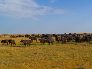Fototapeta na wymiar Kenya, Africa. Landscapes, Wildlife and Safari