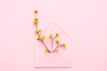 Yellow blossoming branches in pink envelope on pink background.
