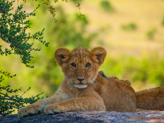 Obraz na płótnie Canvas Kenya, Africa. Landscapes, Wildlife and Safari