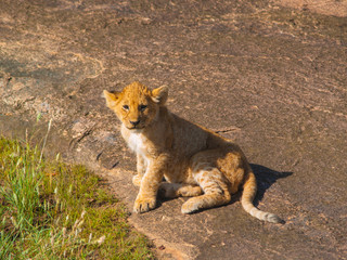 Kenya, Africa. Landscapes, Wildlife and Safari
