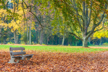 Empty bench in the park in autumn season.