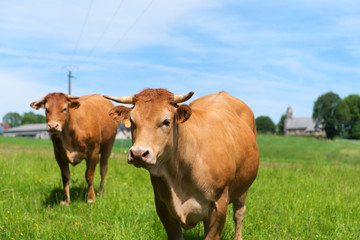 Fototapeta na wymiar Limousin cows in France