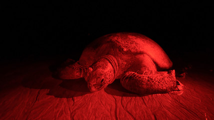 Green sea turtle laying eggs in Las Baulas National Marine Park in Tamarindo, Costa Rica.