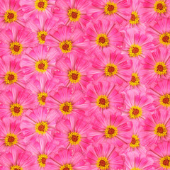 Obraz na płótnie Canvas Beautiful floral background of pink tsiny 