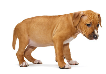 Puppy Staffordshire Terrier