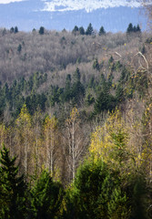 Mountain forest landscape on a clear day.