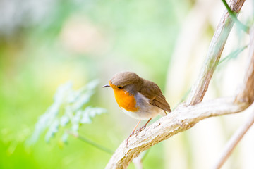 A little robin in the garden with green background. Redbreast. Rubecula Erithacus. 