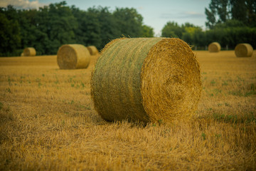 Harvest landscape with straw bales