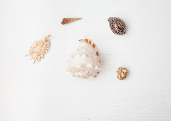 summer background. seashells on white wooden background.