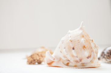 summer background. seashells on white wooden background.