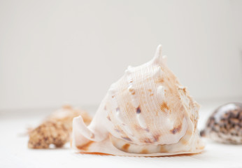 summer background. seashells on white wooden background.