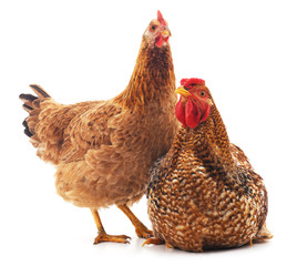 Red rooster and hen.