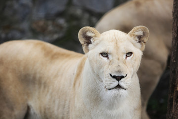 Fototapeta na wymiar White lioness with blue eyes in zoo