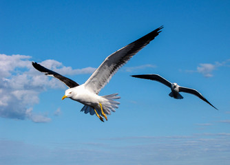 Fototapeta na wymiar Seagulls in flight