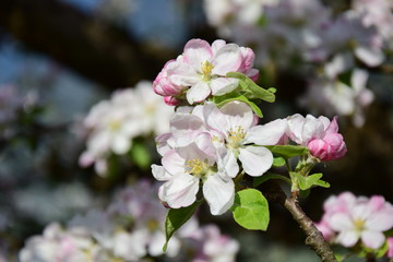 Fototapeta na wymiar Apfelbaumblüte in Südtirol