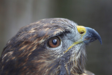 Animal portrait of brown hawk