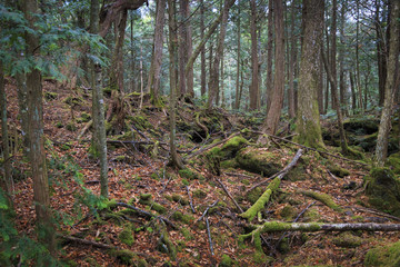 Aokigahara, moss forest in Japan