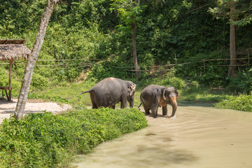 Elephant enjoying their retirement in a rescue sanctuary