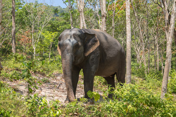 Elephant enjoying their retirement in a rescue sanctuary