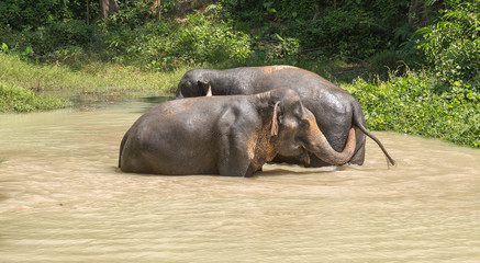 Elephant enjoying their retirement in a rescue sanctuary