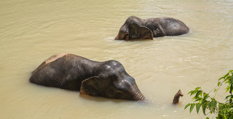 Elephant enjoying their retirement in a rescue sanctuary