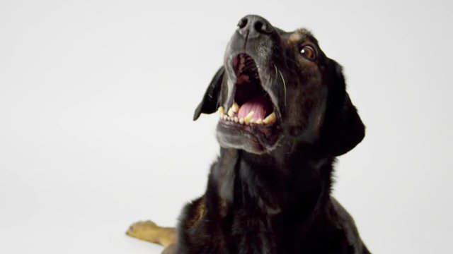 Hound catching treat