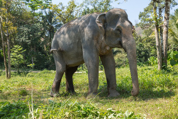 Elephant enjoying their retirement in a rescue sanctuary