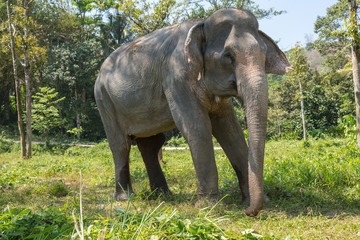 Fototapeta na wymiar Elephant enjoying their retirement in a rescue sanctuary