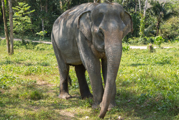 Elephant enjoying their retirement in a rescue sanctuary
